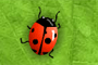 2-many-bugs-game.html/